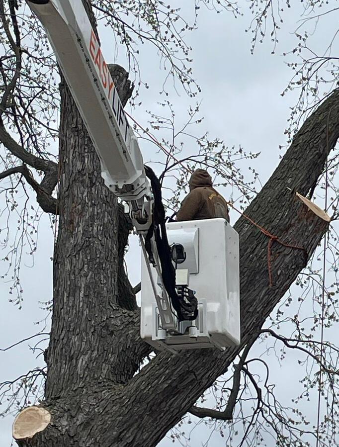 Tree Removal
