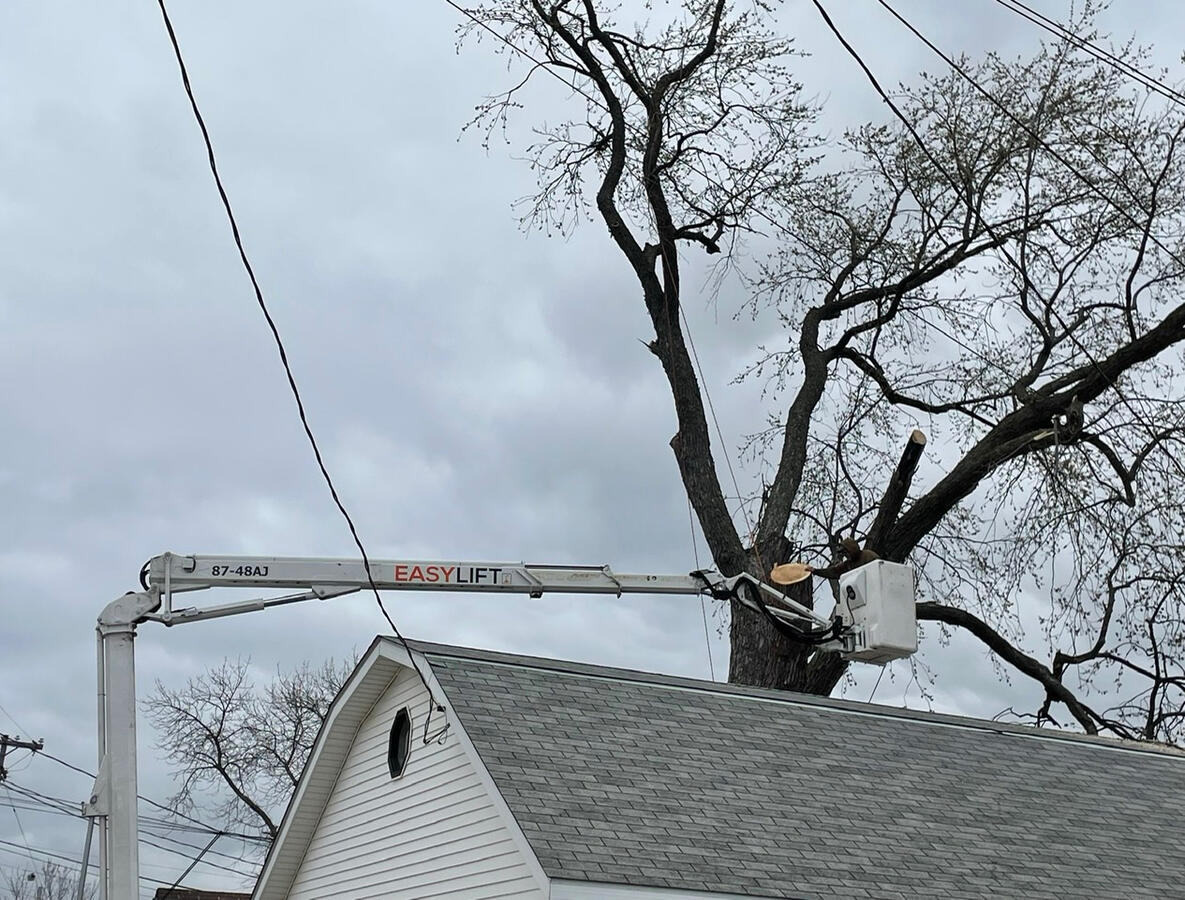 Tree Removal