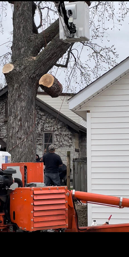 Tree Removal