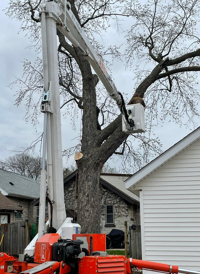 Tree Removal