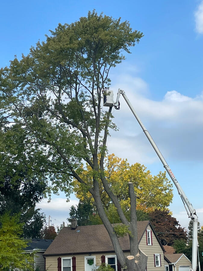 Tree Removal