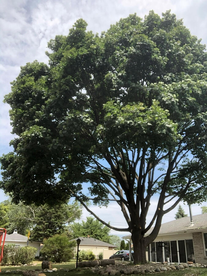 Trimming